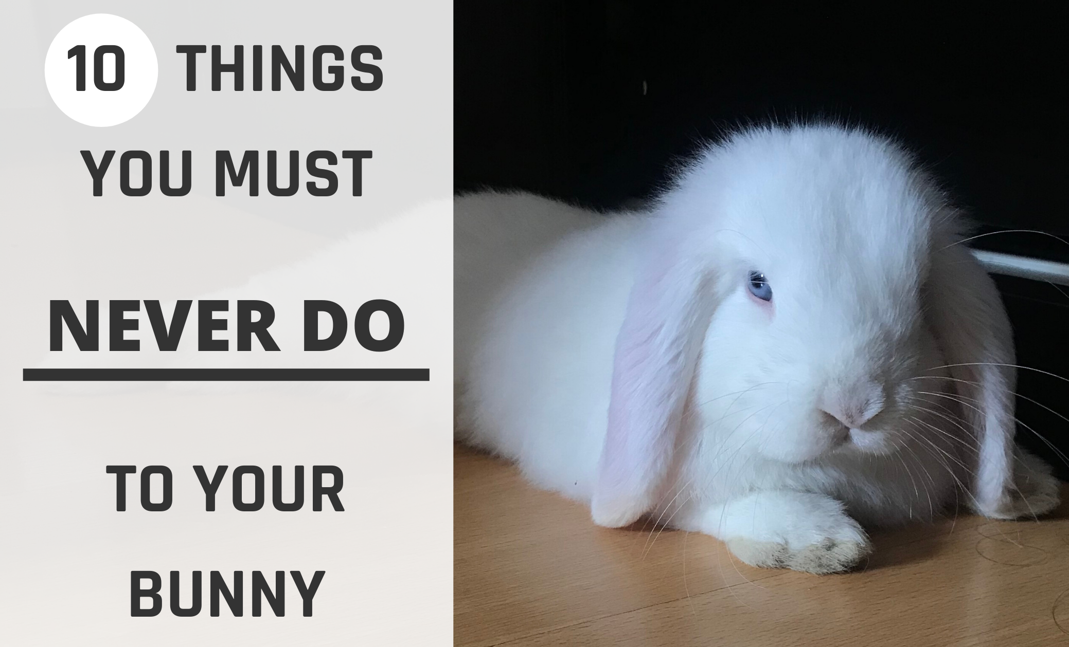 10 Things You Must Never Do To Your Bunny Not So Secret Me